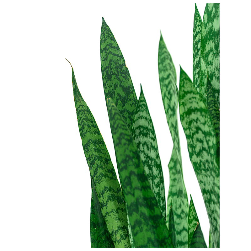Sansevieria zeylanica 