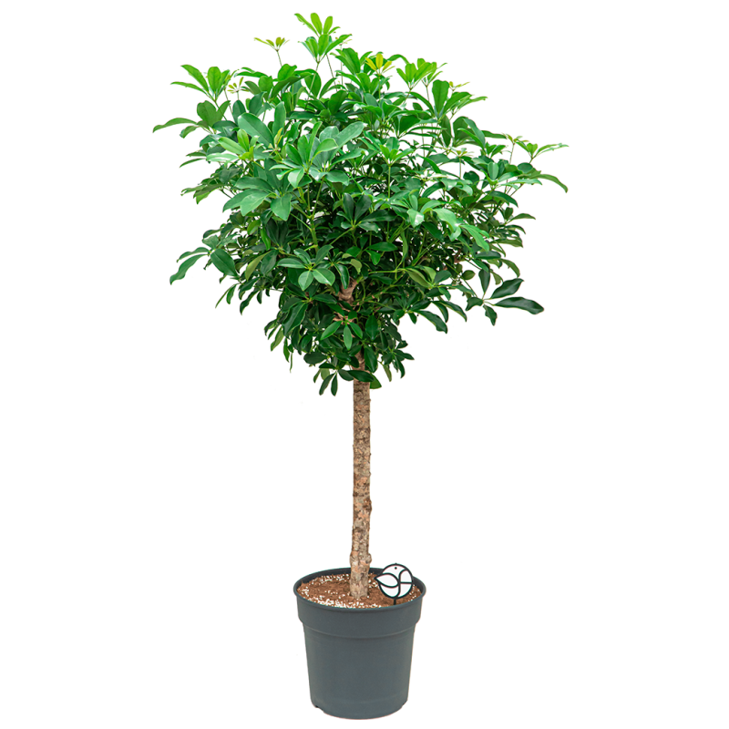 Schefflera arboricola op stam