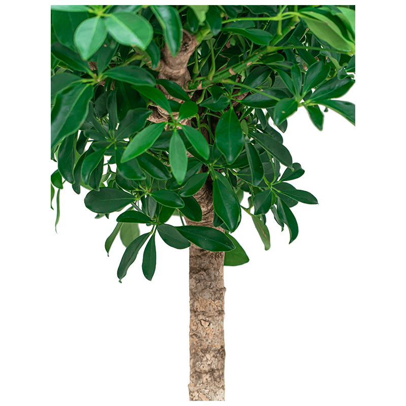 Schefflera Compacta op stam twist 