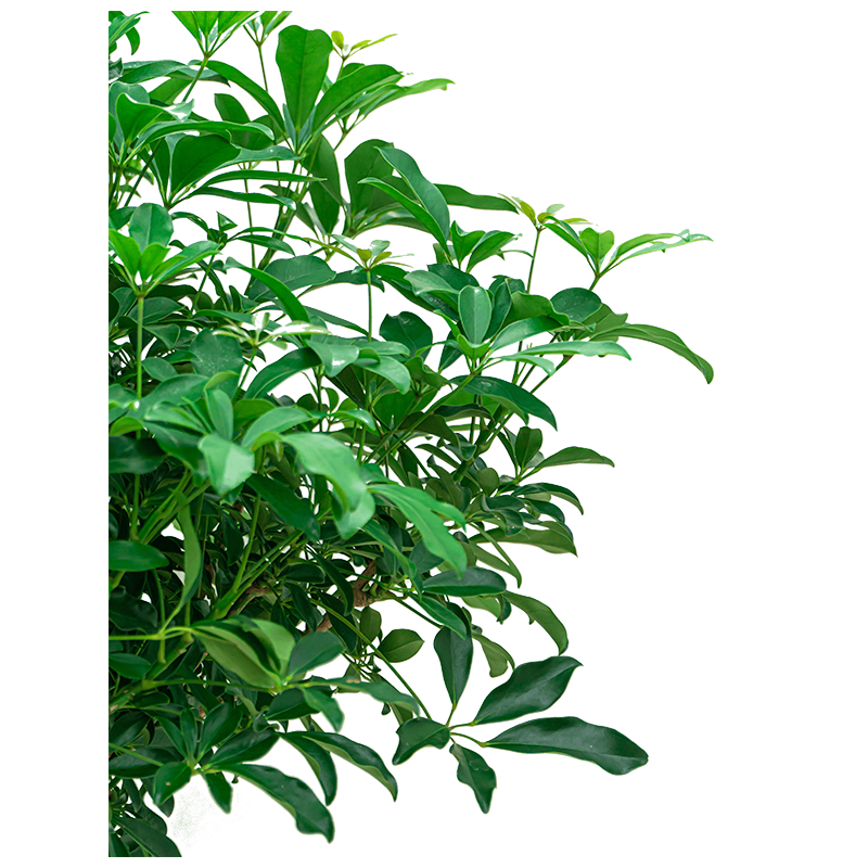 Schefflera arboricola op stam