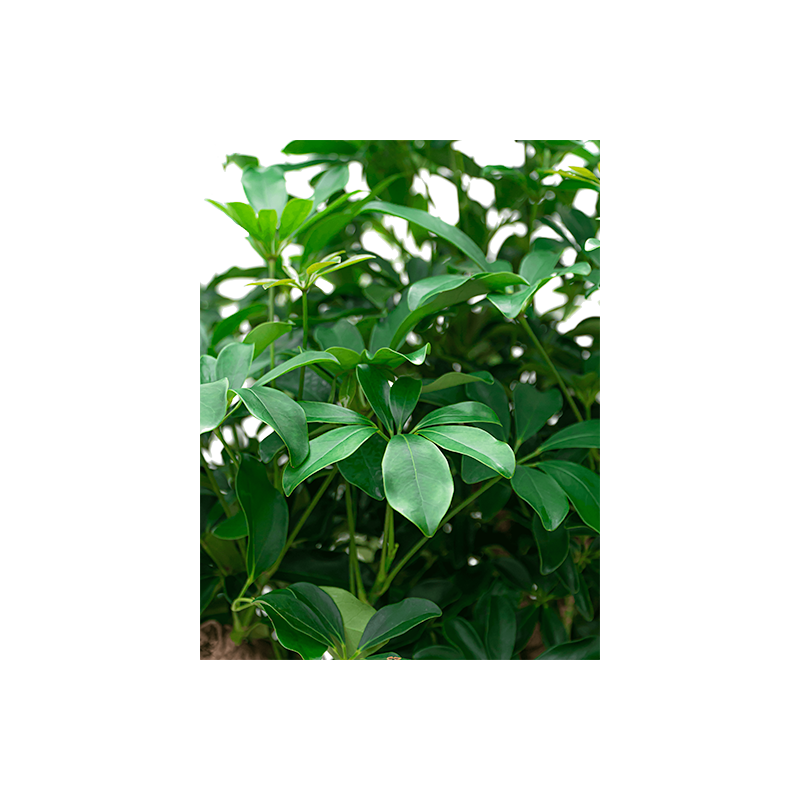 Schefflera Compacta op stam twist 