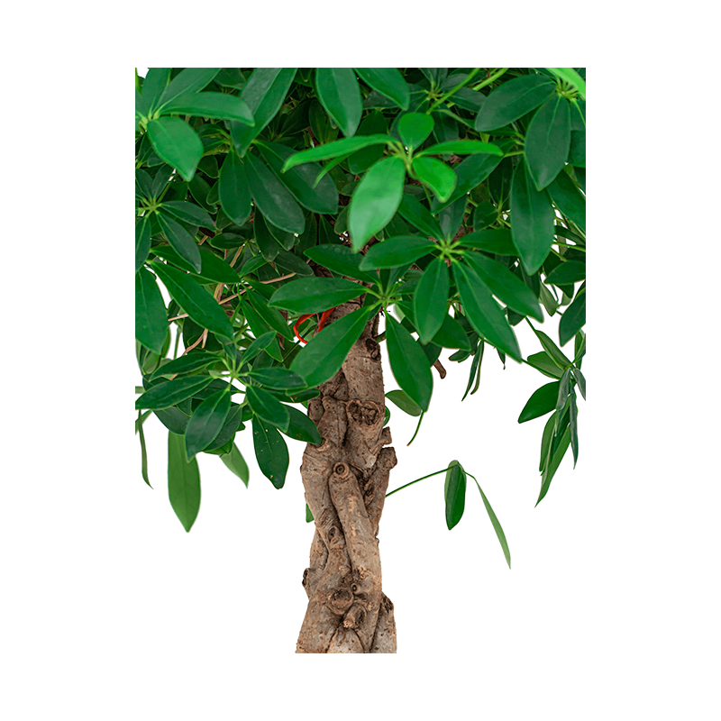 Schefflera Compacta gevlochten stam