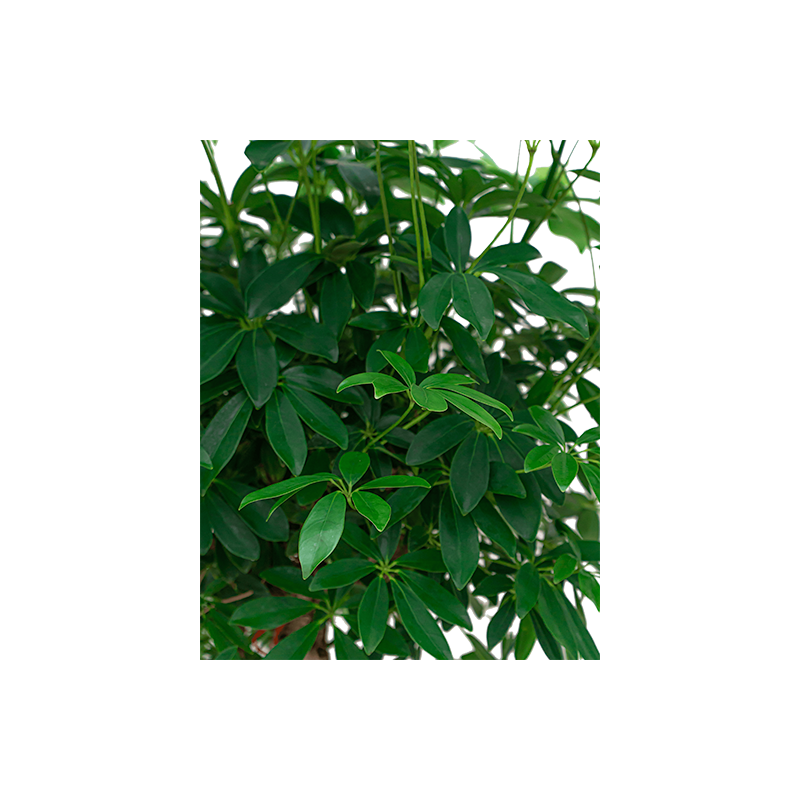 Schefflera Arboricola hydrocultuur in Runner rond antraciet