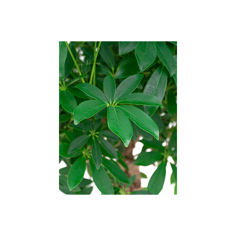 Schefflera Arboricola hydrocultuur in Runner rond wit