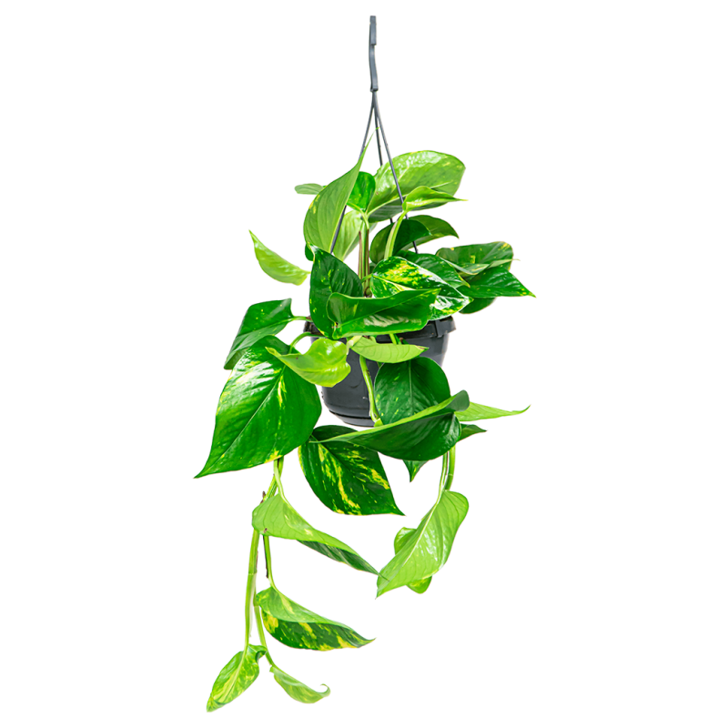 Scindapsus Aureum 