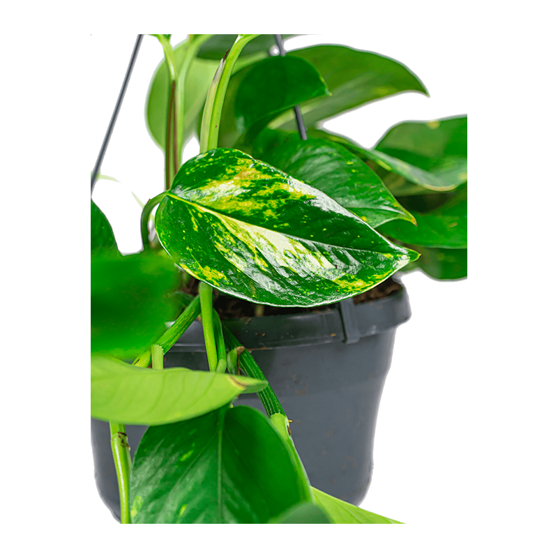 Scindapsus Aureum 