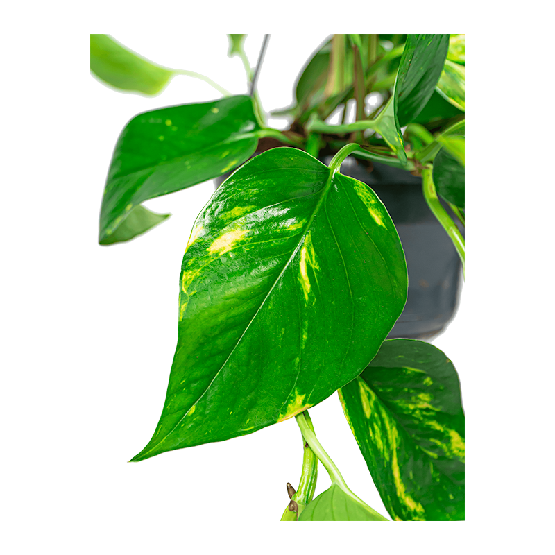Scindapsus Aureum 