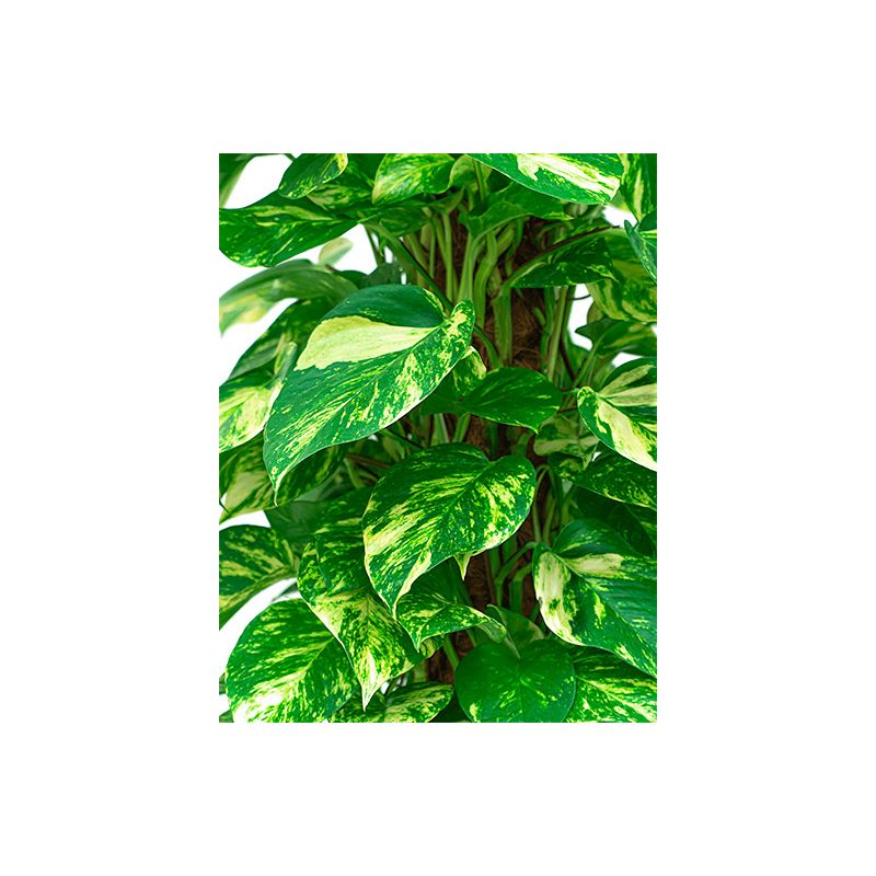 Scindapsus Aureum in Vibes wit