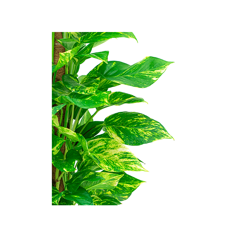 Scindapsus Aureum mosstok in Rugged Charlie goud