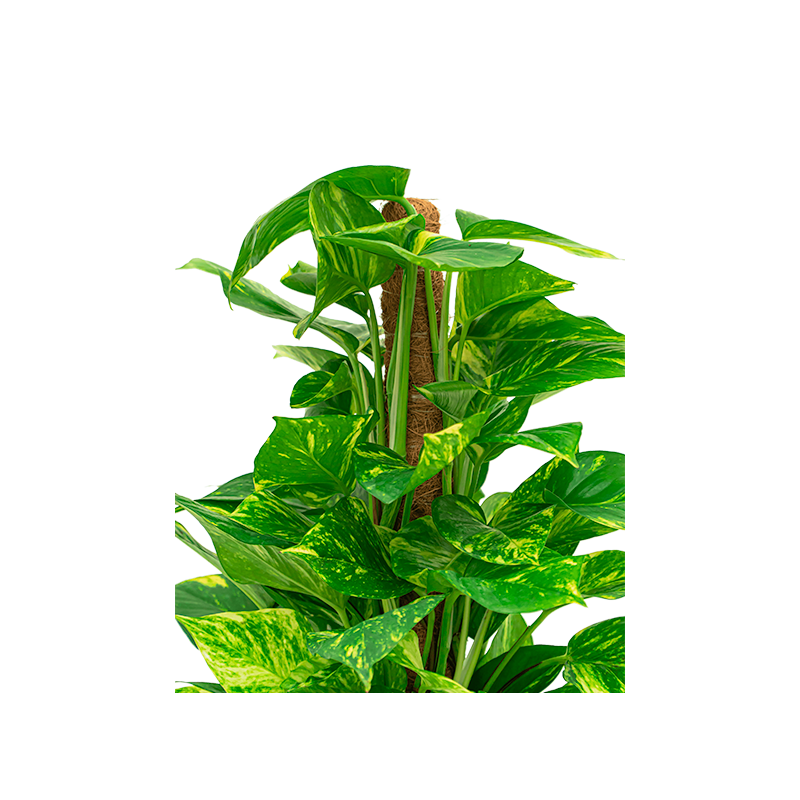 Scindapsus Aureum mosstok in Rugged Charlie goud