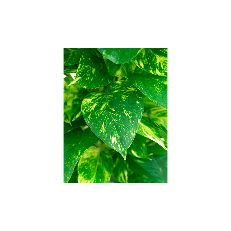 Scindapsus Aureum mosstok in Rugged Charlie goud