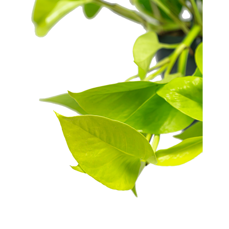 Scindapsus Golden Pothos S