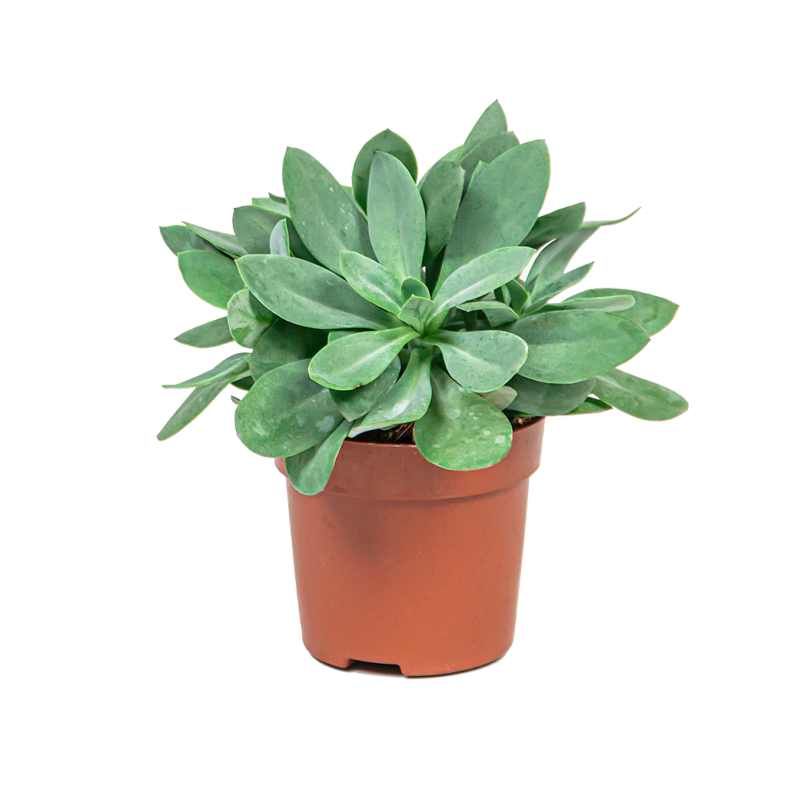 Senecio Cephalophorus 