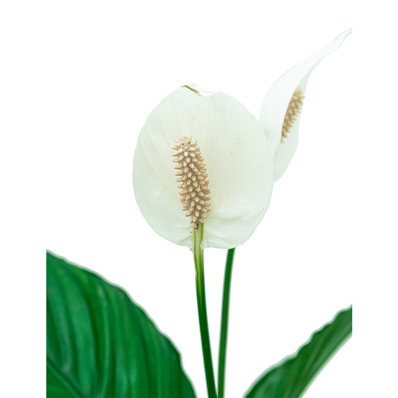 Spathiphyllum in Pure Soft hoog antraciet
