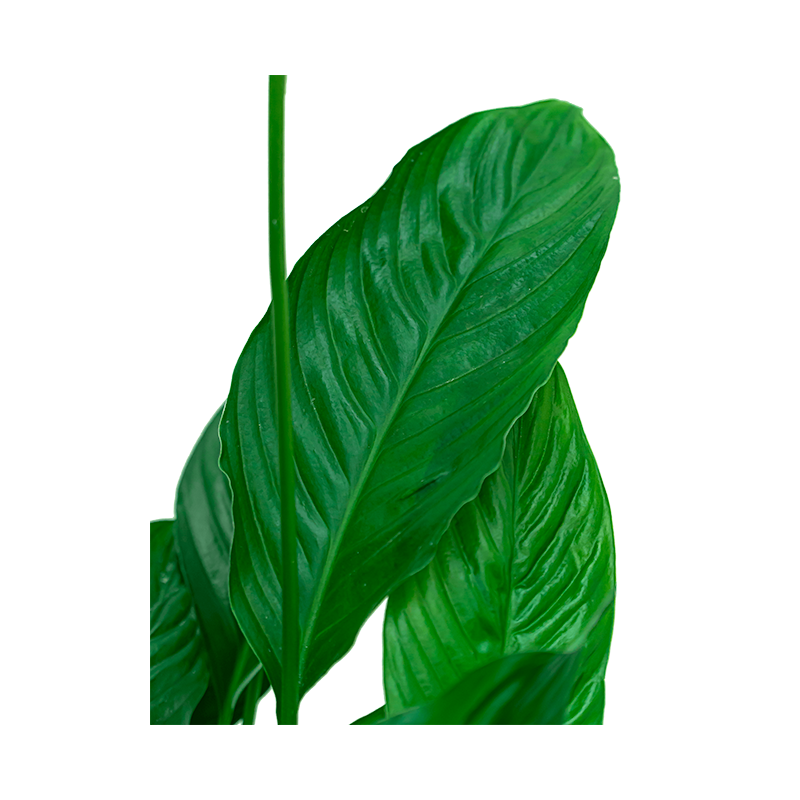 Spathiphyllum in Pure Soft hoog wit
