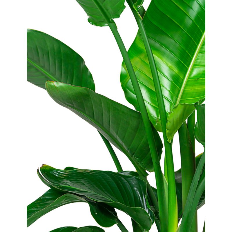 Strelitzia Nicolai in June Round High Zwart