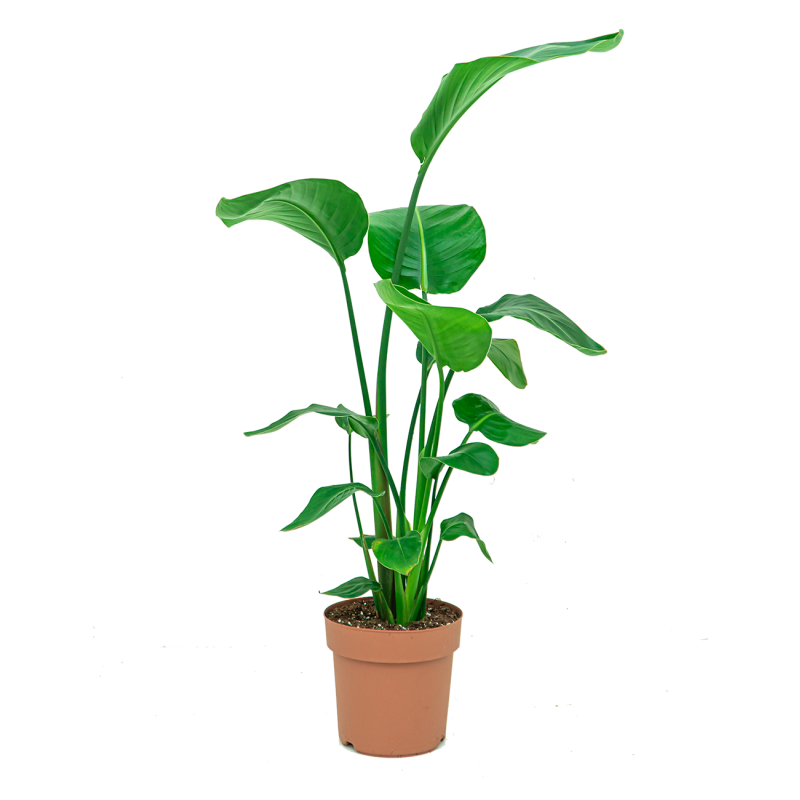 Strelitzia nicolai