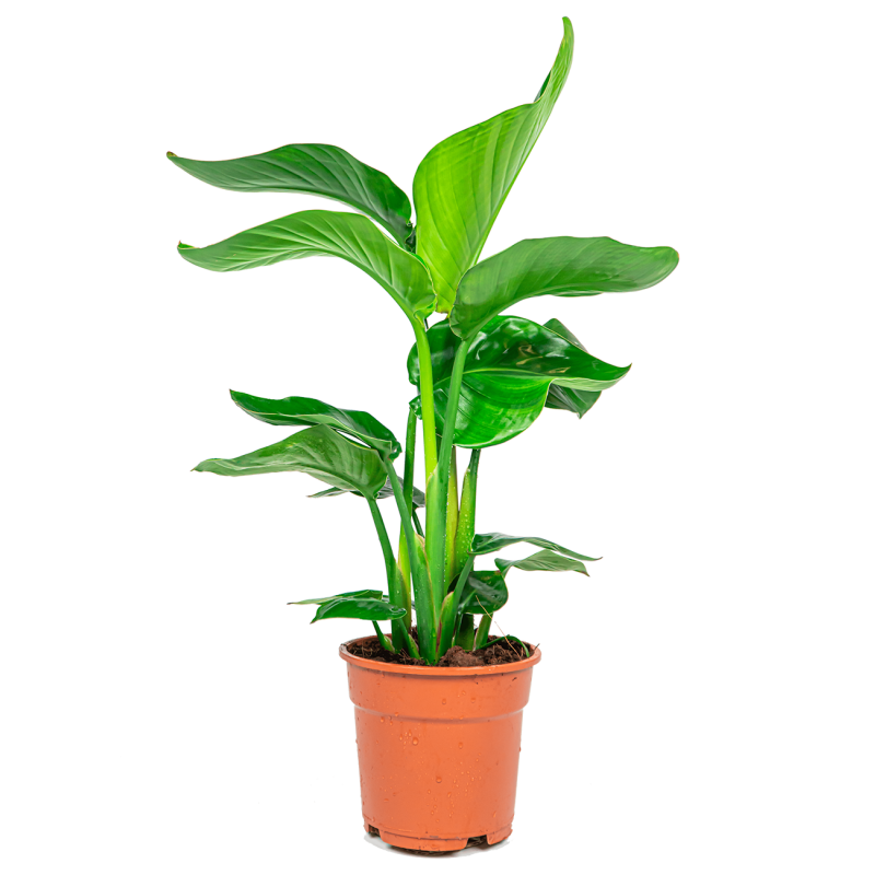 Strelitzia nicolai S