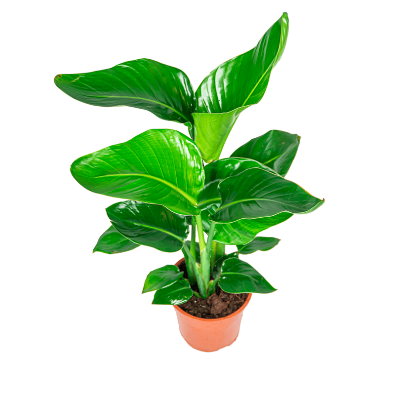 Strelitzia nicolai S