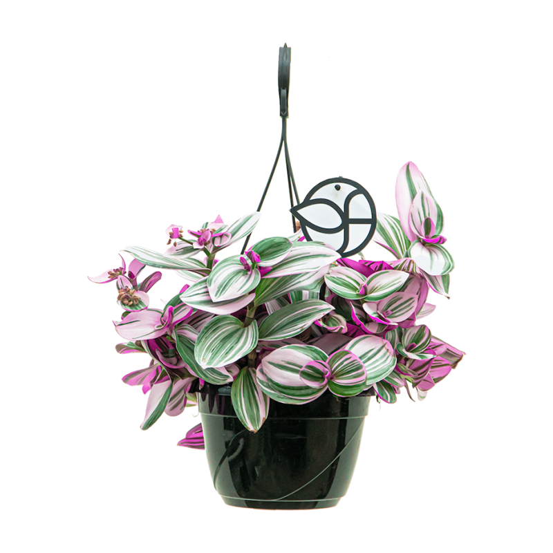 Tradescantia Nanouk