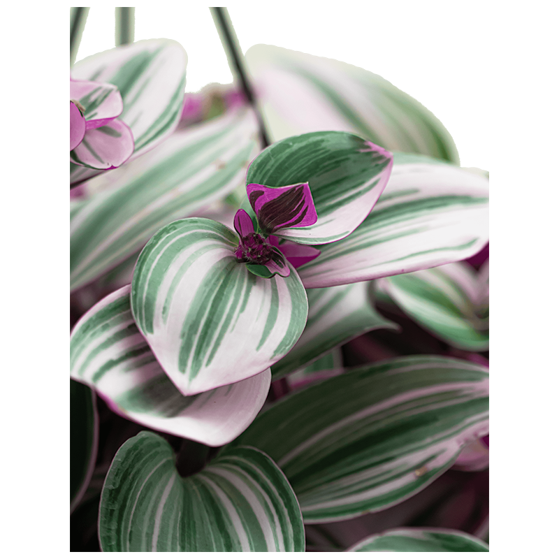 Tradescantia Nanouk