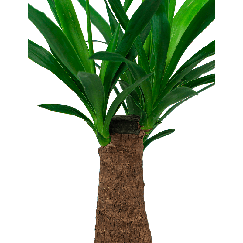 Yucca Elephantipes in Artstone Claire zwart