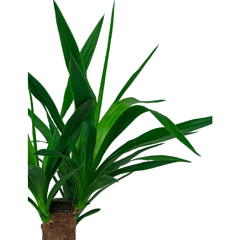 Yucca Elephantipes in Artstone Claire zwart