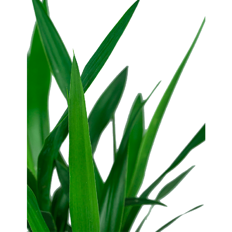 Yucca Elephantipes in Artstone Claire zwart