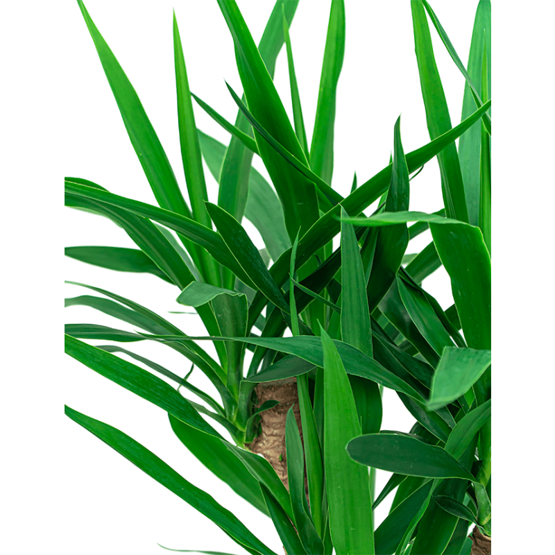 Yucca Elephantipes in watergevende Cubico wit