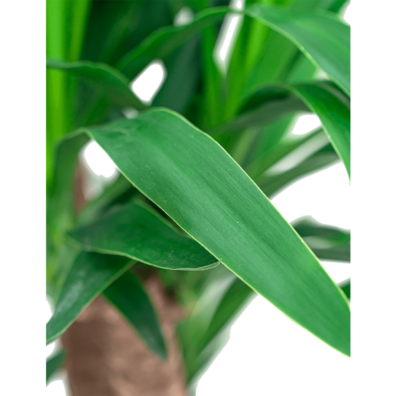 Yucca Elephantipes in watergevende Cubico wit