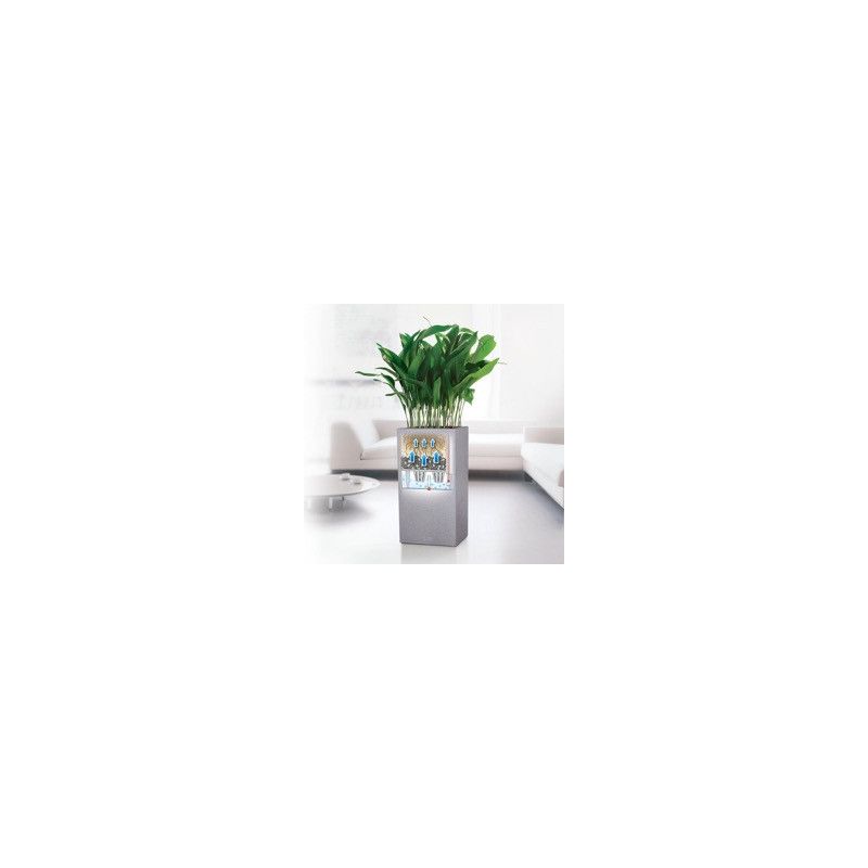 Ficus Bonsai in watergevende Cubico wit