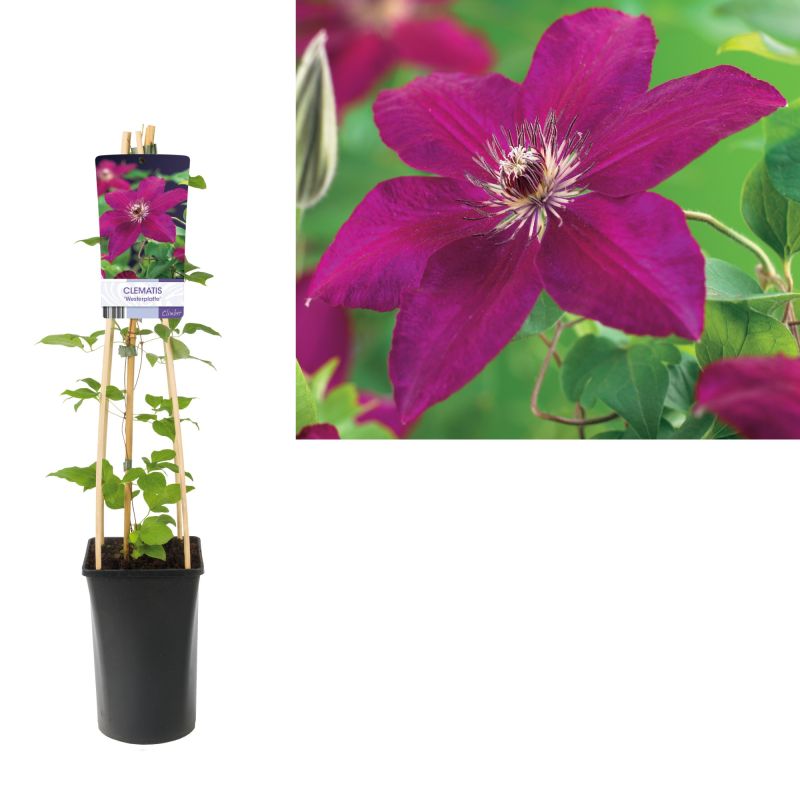 Clematis Westerplatte