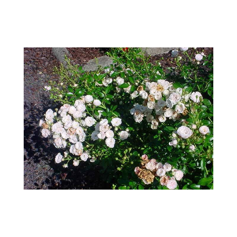 Rosa  White Fairy