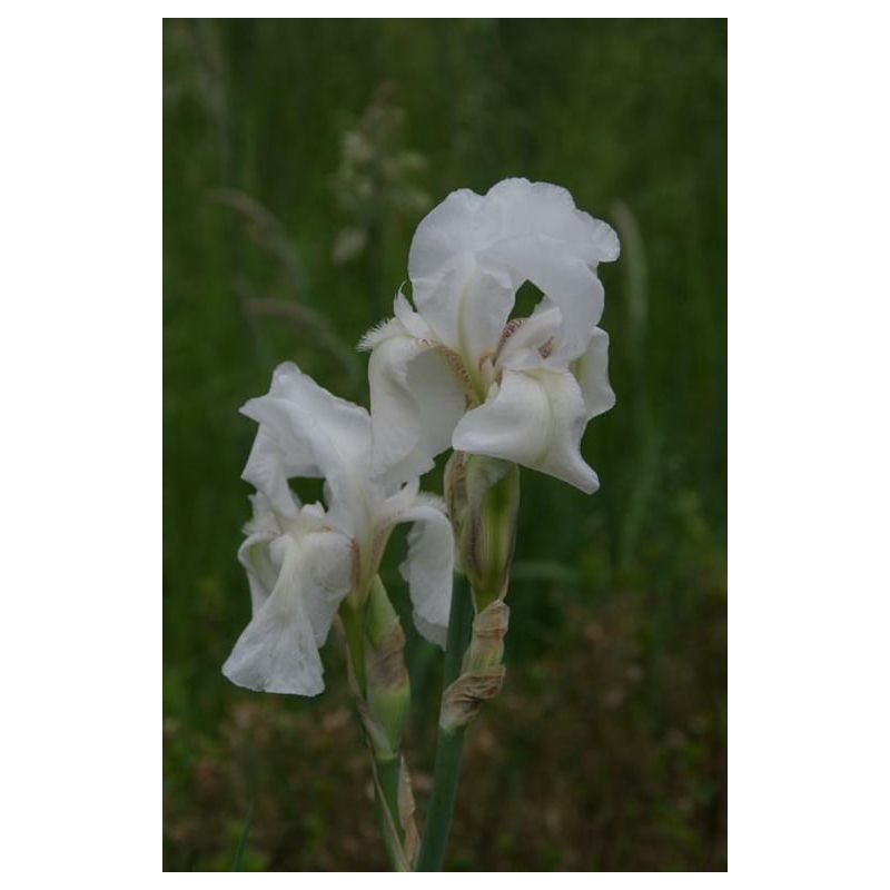 Iris White Knight 