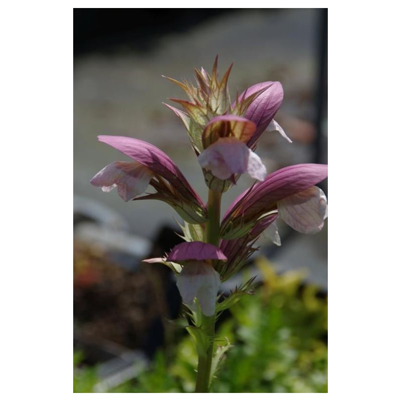 Acanthus White Lips