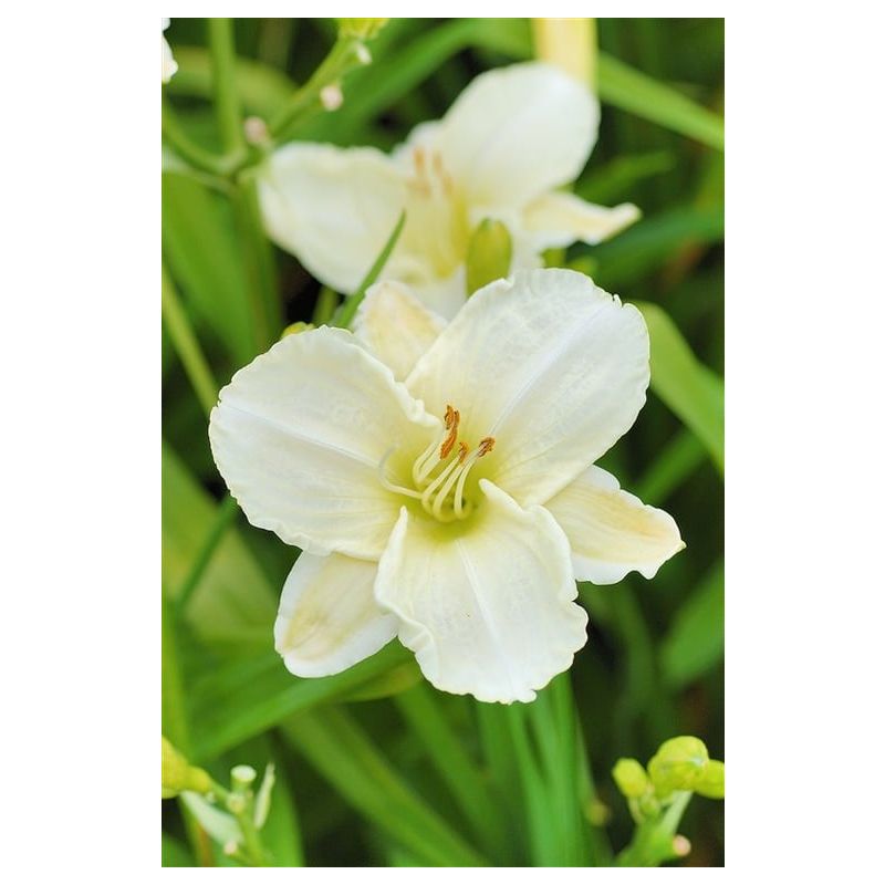 Hemerocallis White Temptation 