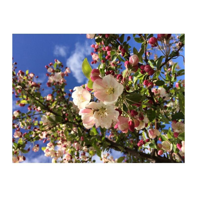 Malus Floribunda