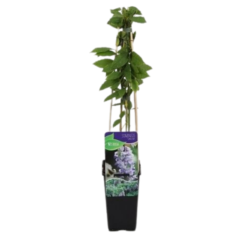 Wisteria Caroline