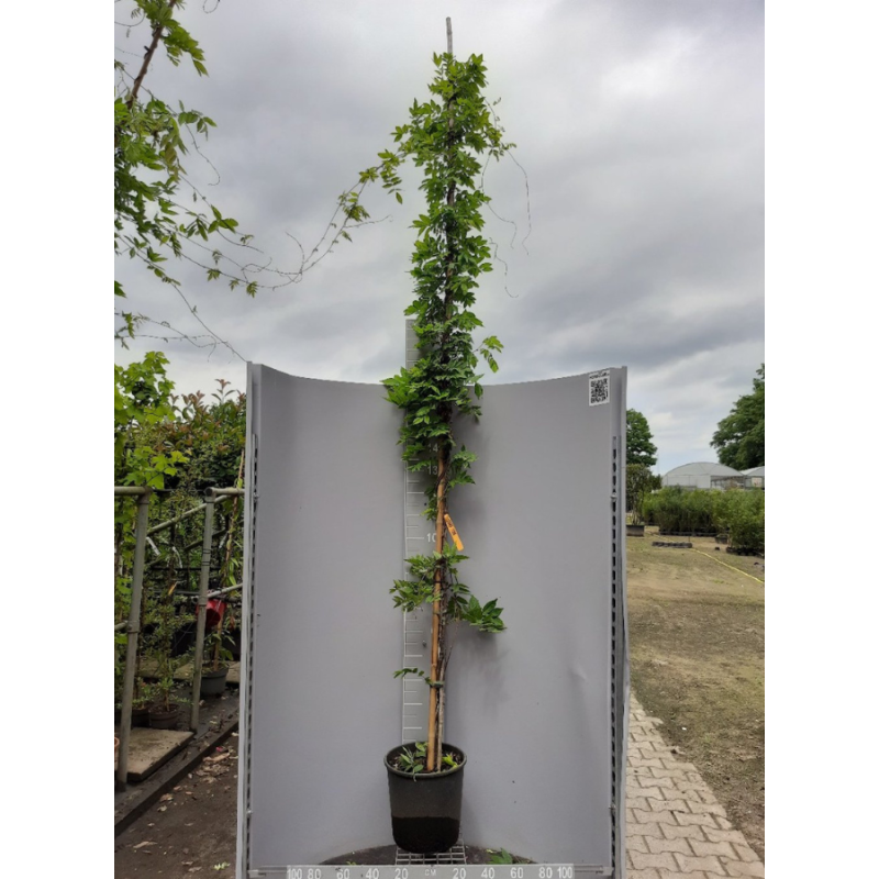 Wisteria Longissima Alba
