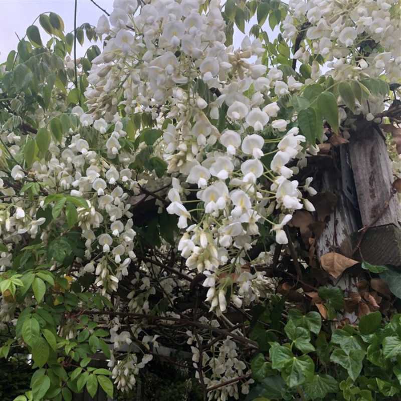 Wisteria Shiro Kapitan