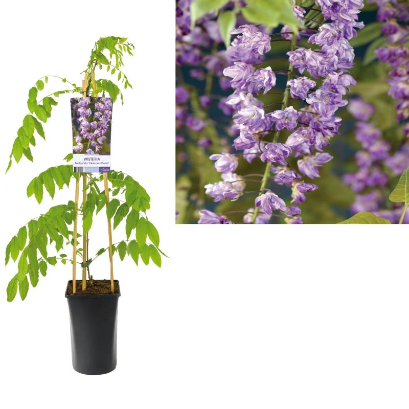 Wisteria Violacea Plena
