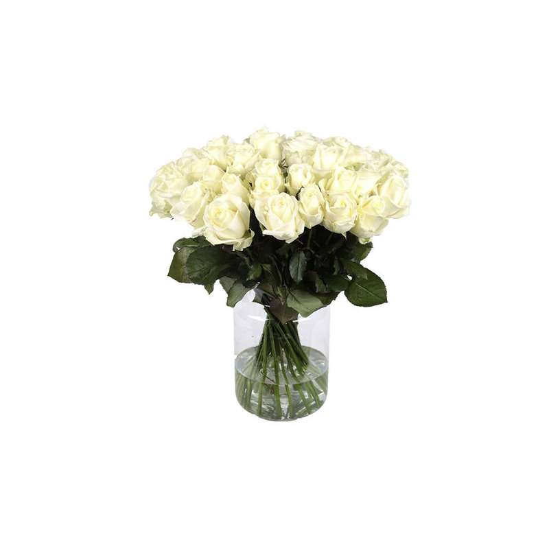 Witte Rozen