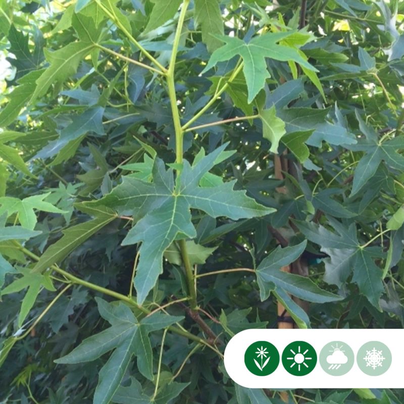 Liquidambar Worplesdon - solitair