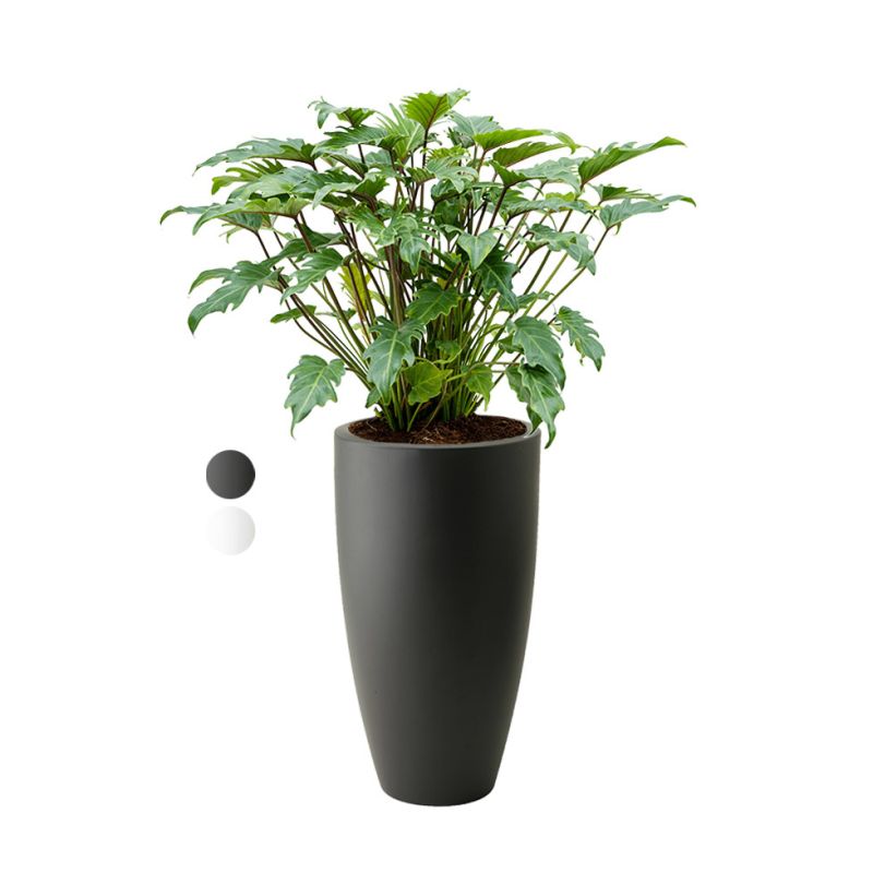 Philodendron Xanadu in Pure Soft hoog antraciet