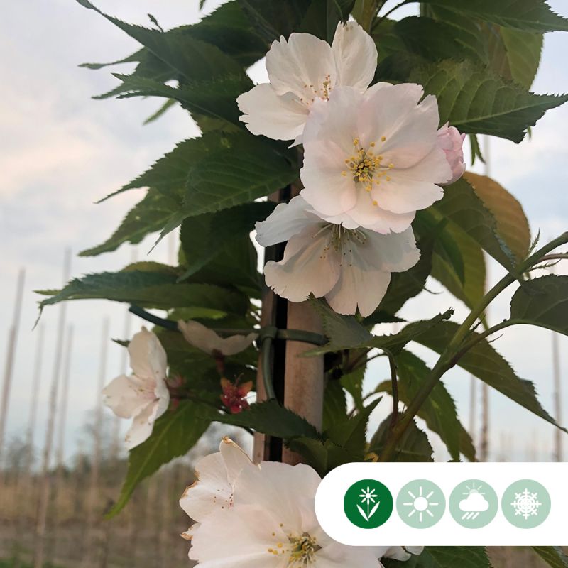 Prunus yedoensis