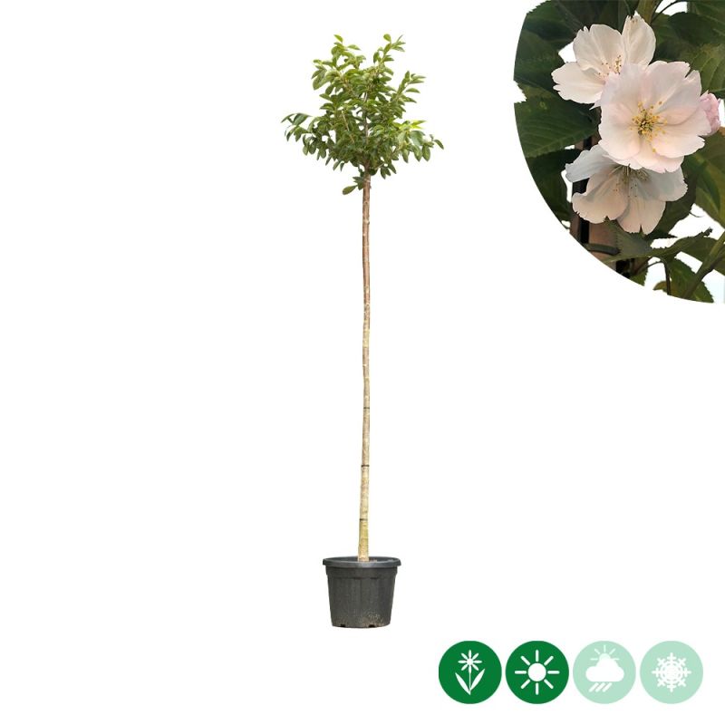 Prunus yedoensis