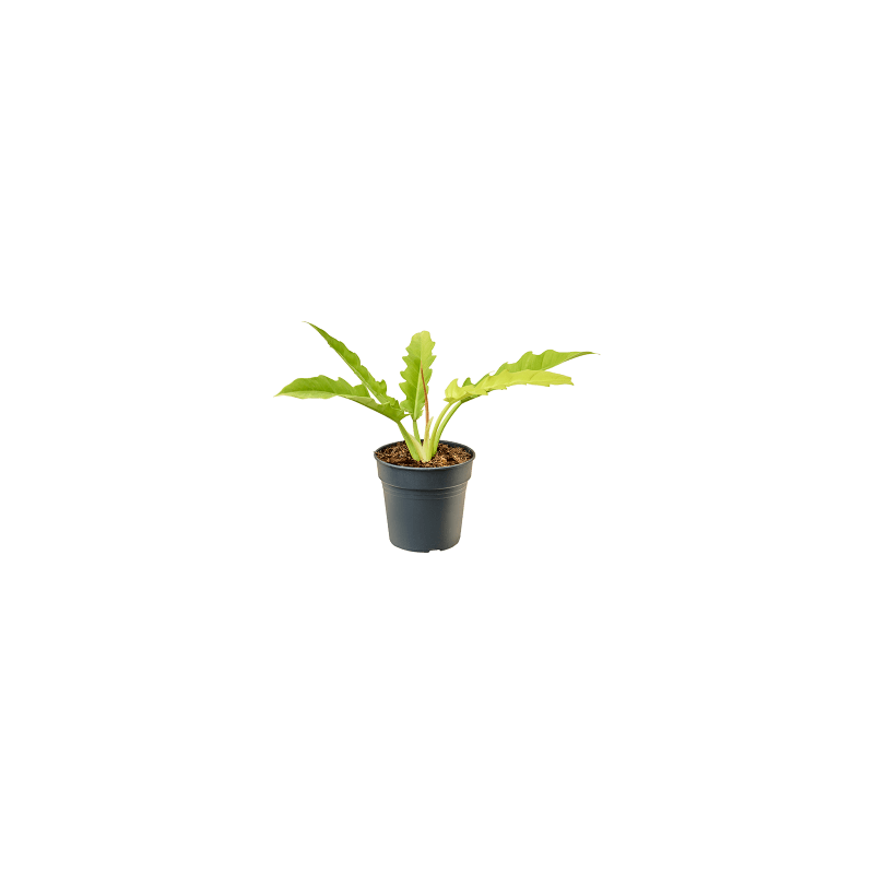 Philodendron Yellow Saw - eenvoudig en snel online bestellen?