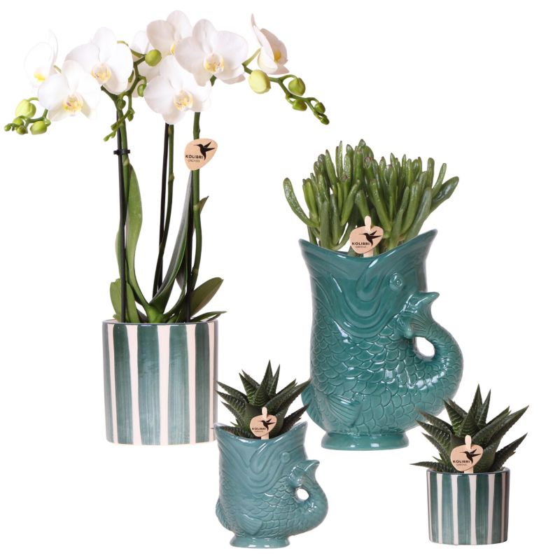 Plantenset Yona blauw