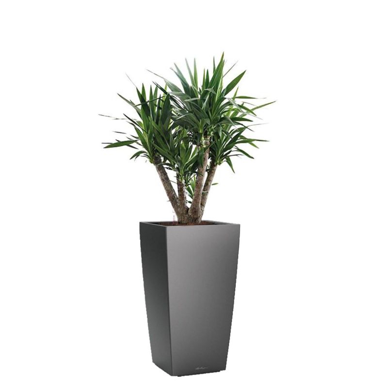 Yucca Elephantipes in watergevende Cubico antraciet