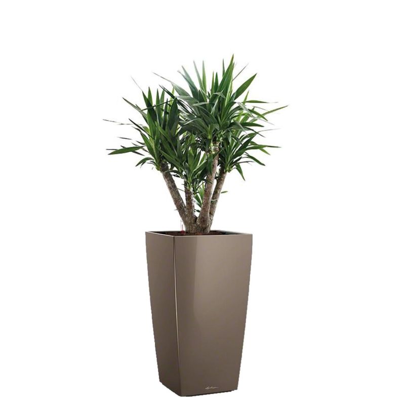 Yucca Elephantipes in watergevende Cubico taupe
